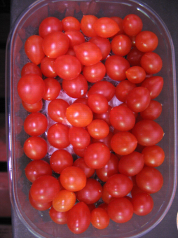 Tom Berry rouge, variété de tomate miniature